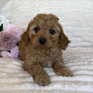 Cavoodle Mini Male Archie - Available Now to Adopt
