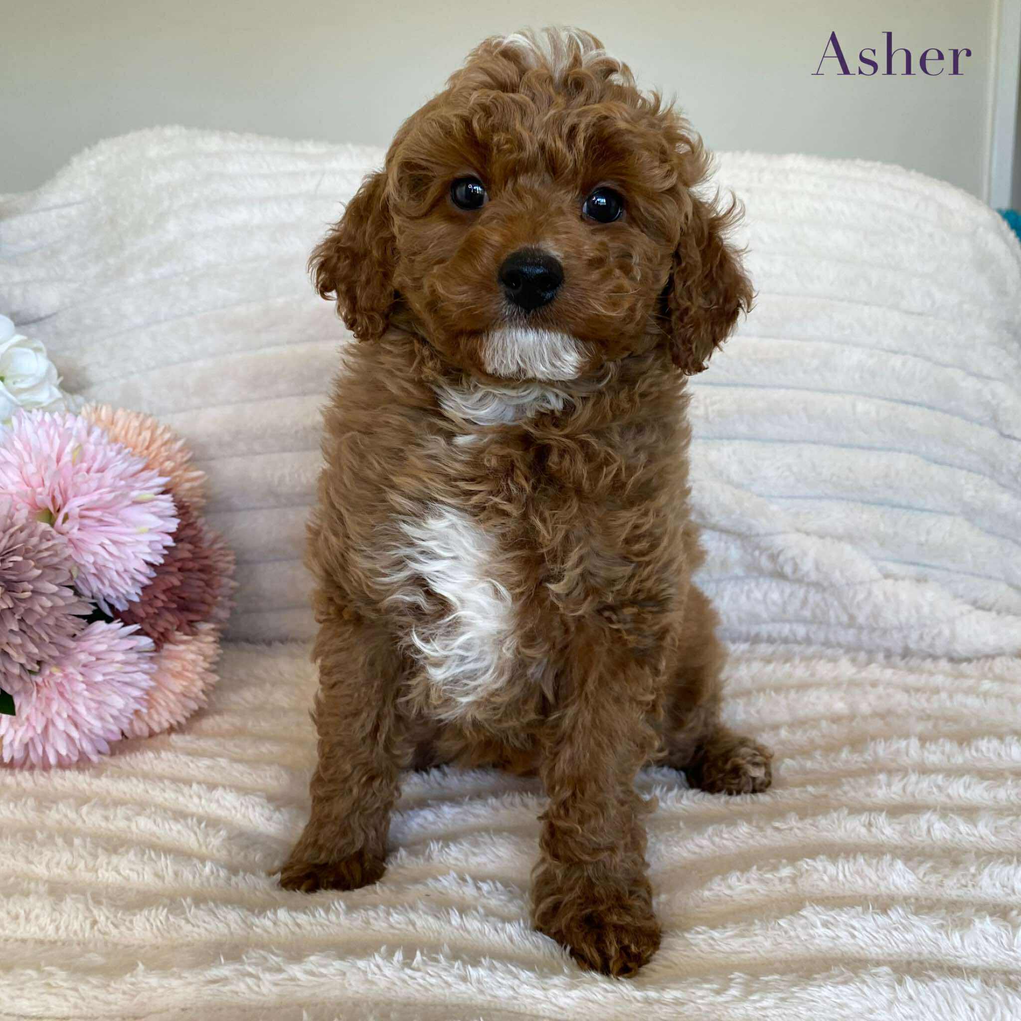 Cavoodle Mini Male Asher - Available Now to Adopt