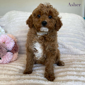 Cavoodle Mini Male Asher - Available Now to Adopt
