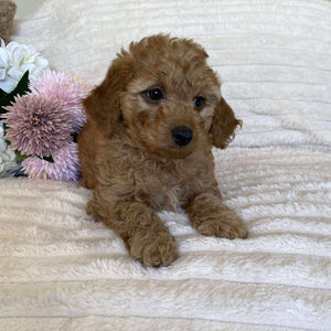Cavoodle Mini Male Archie - Available Now to Adopt