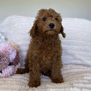 Cavoodle Mini Male Alpha - Available Now to Adopt