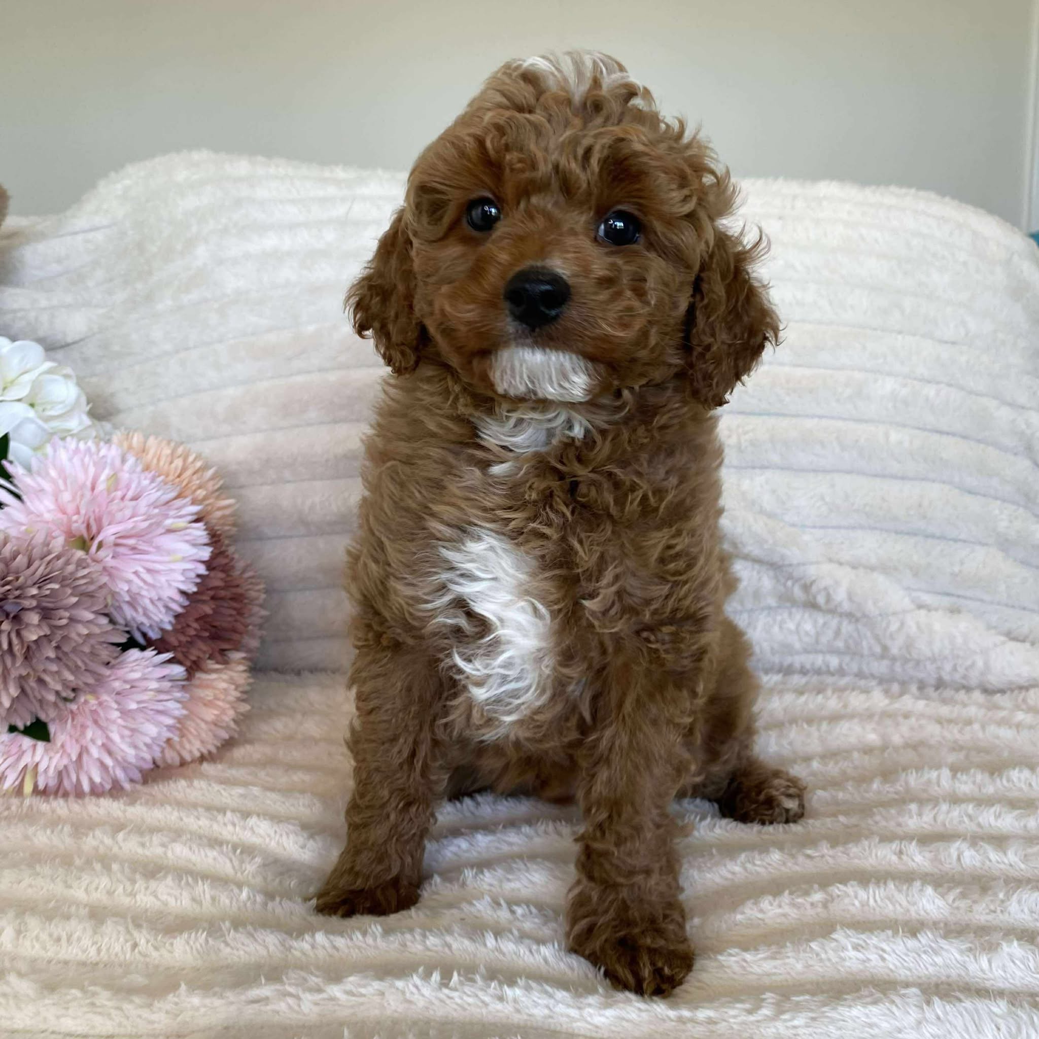 Cavoodle Mini Male Asher - Available Now to Adopt