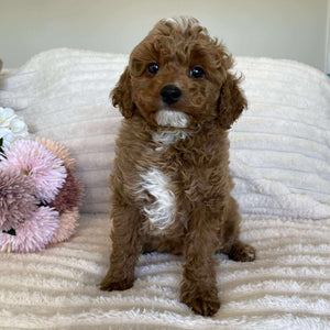 Cavoodle Mini Male Asher - Available Now to Adopt