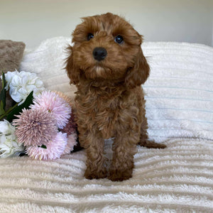 Cavoodle Mini Female Ariel - Available Now to Adopt