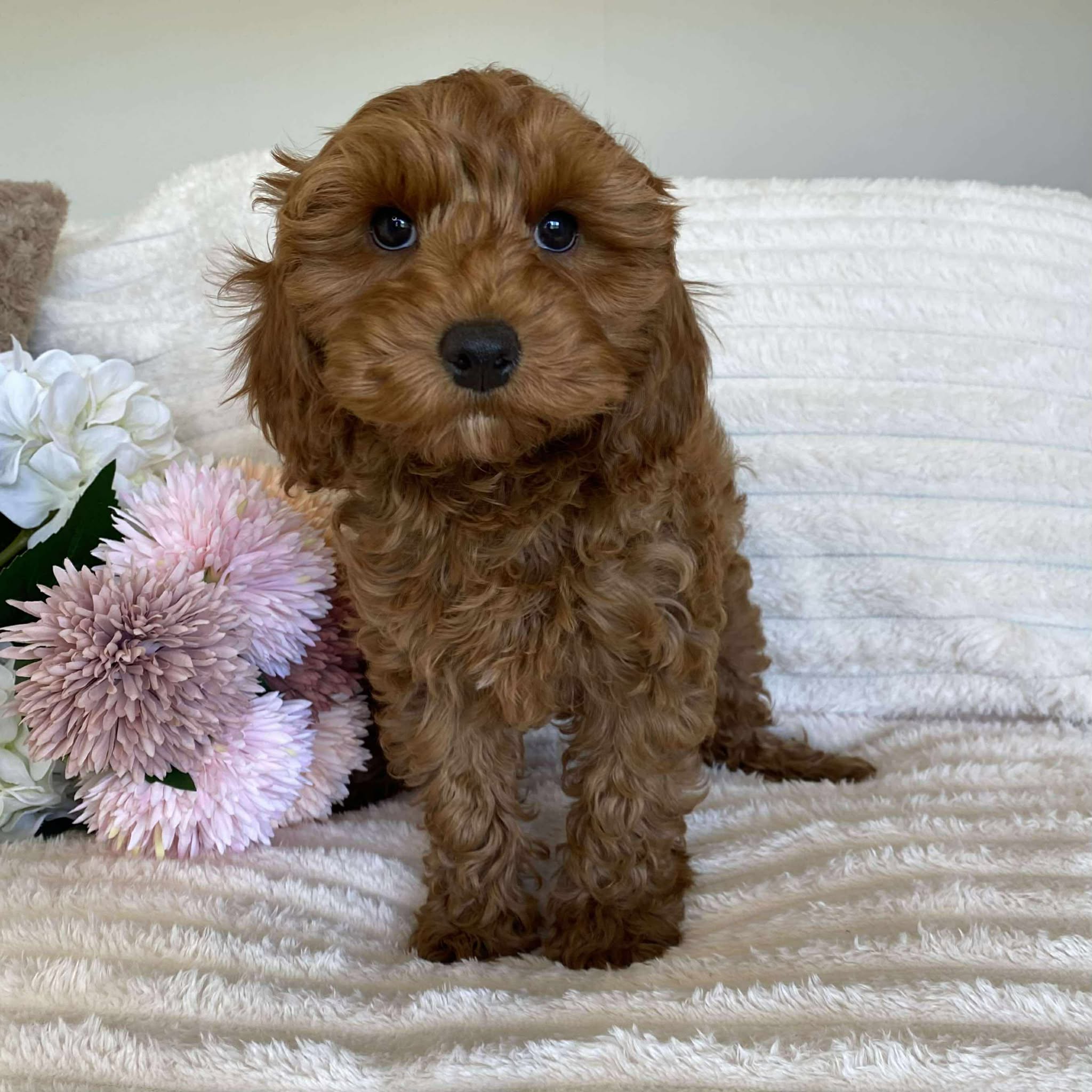 Cavoodle Mini Female Ariel - Available Now to Adopt