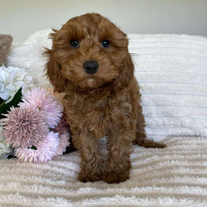 Cavoodle Mini Female Ariel - Available Now to Adopt
