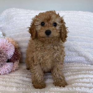 Cavoodle Mini Female Autumn - Available Now to Adopt