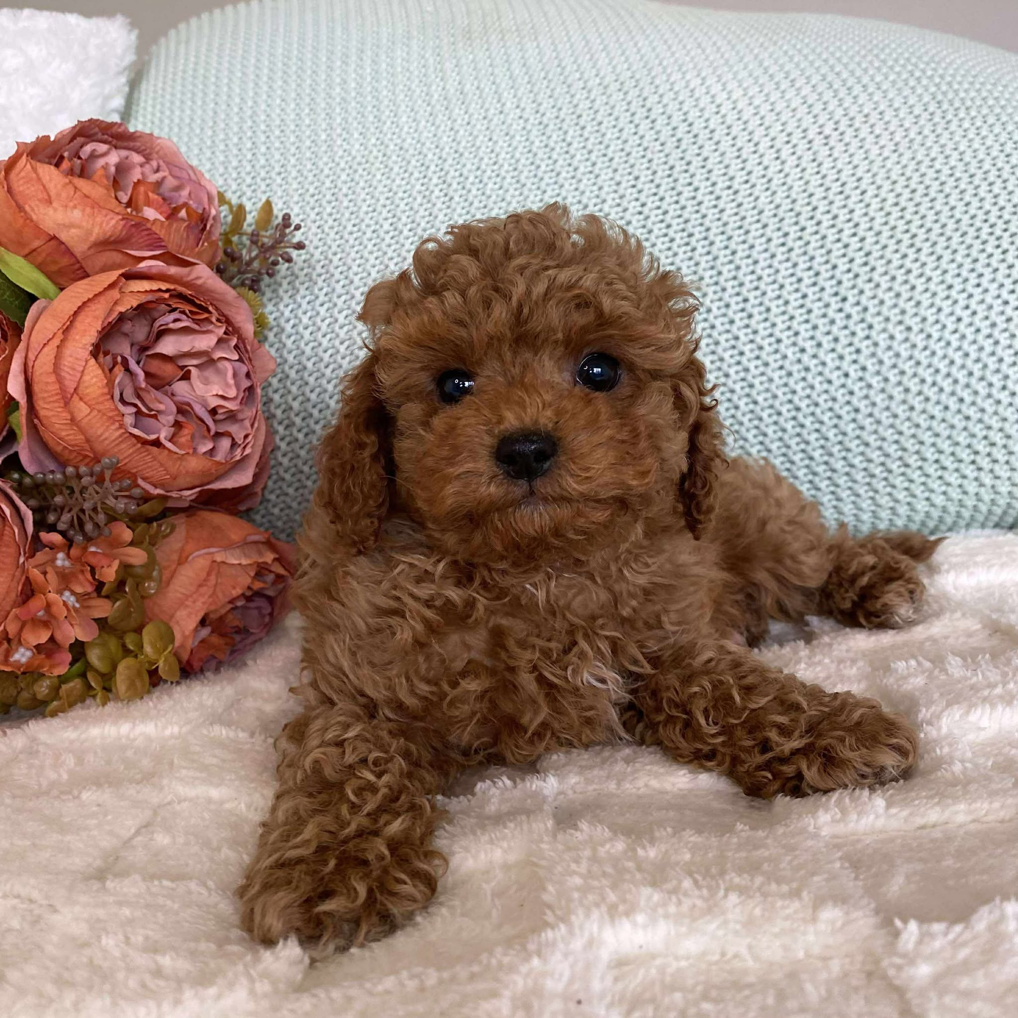 Cavoodle Toy Female Star - Adopted
