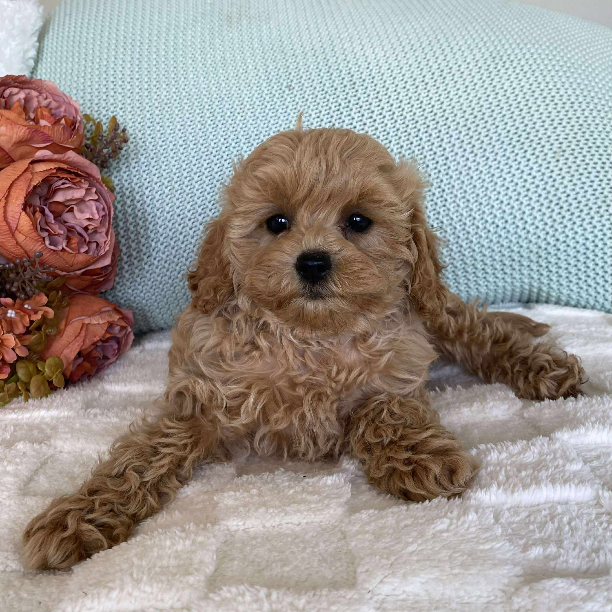 Cavoodle Toy Female Summer - Available to Adopt 10th August 2025