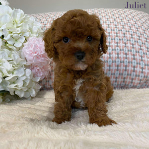 Cavoodle Toy Female Juliet - Available to Now Adopt