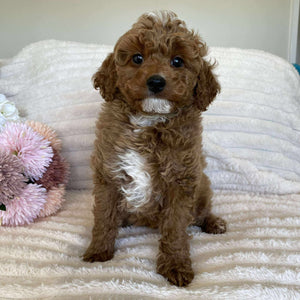 Cavoodle Mini Male Asher - Available Now to Adopt