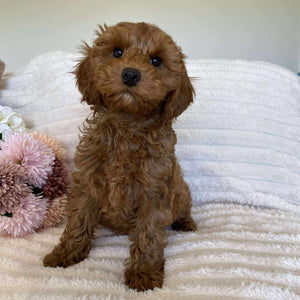 Cavoodle Mini Female Ariel - Available Now to Adopt