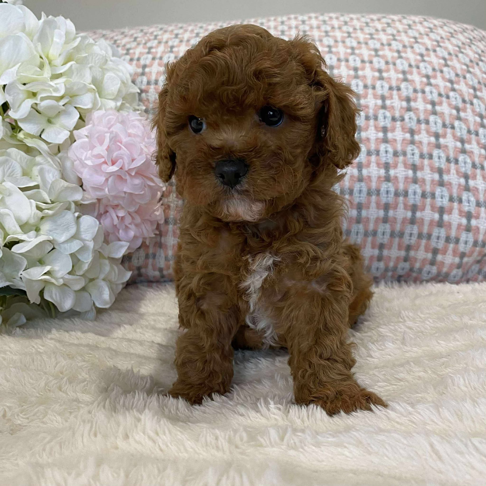 Cavoodle Toy Female Juliet - Available to Now Adopt