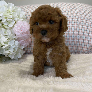 Cavoodle Toy Female Juliet - Available to Now Adopt