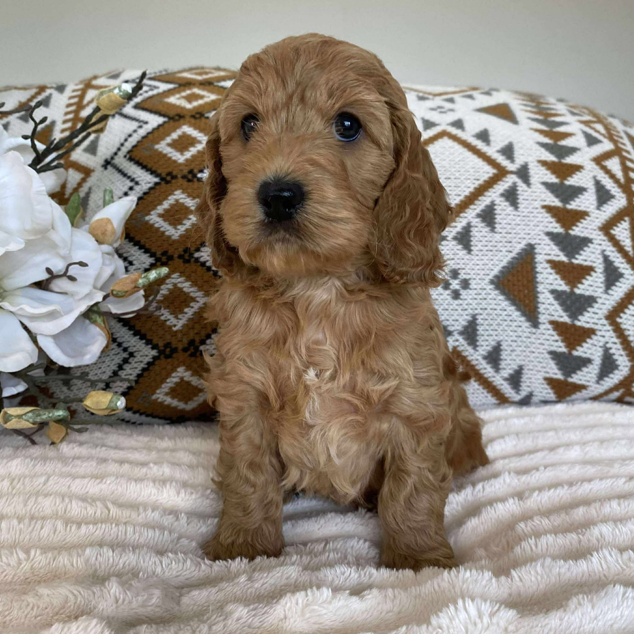 Spoodle Mini Female Harper - Adopted