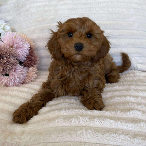 Cavoodle Mini Female Ariel - Available Now to Adopt