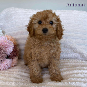 Cavoodle Mini Female Autumn - Available Now to Adopt