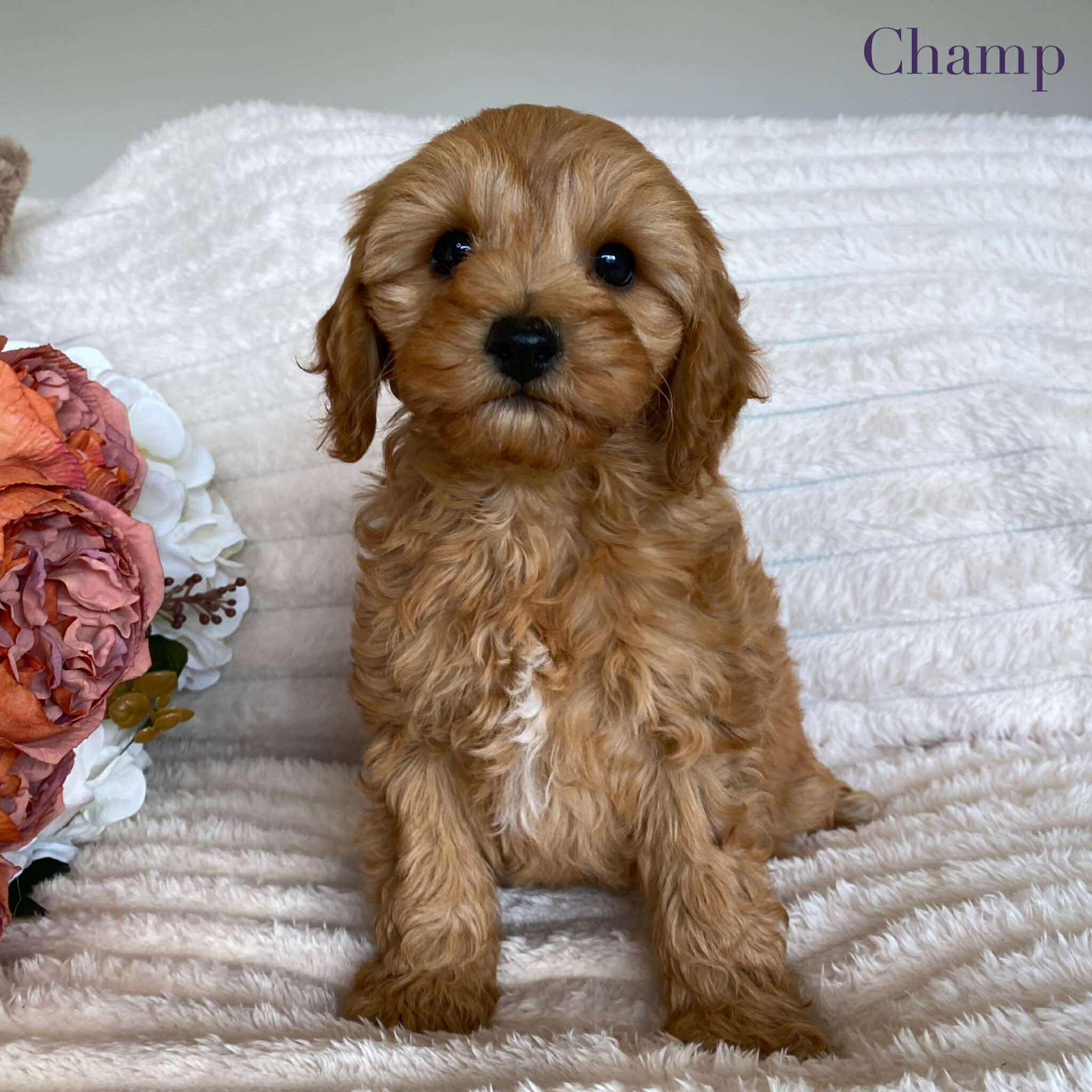 Cavoodle Pups Miniature Cavoodle Size Cavoodle Tiny Toy Poodle
