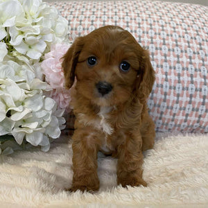 Cavoodle Toy Female Jazmine - Adopted
