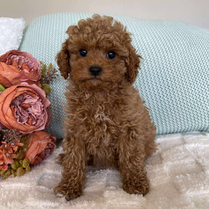 Cavoodle Toy Female Star - Adopted