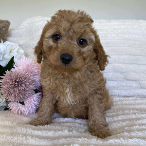 Cavoodle Mini Male Archie - Available Now to Adopt
