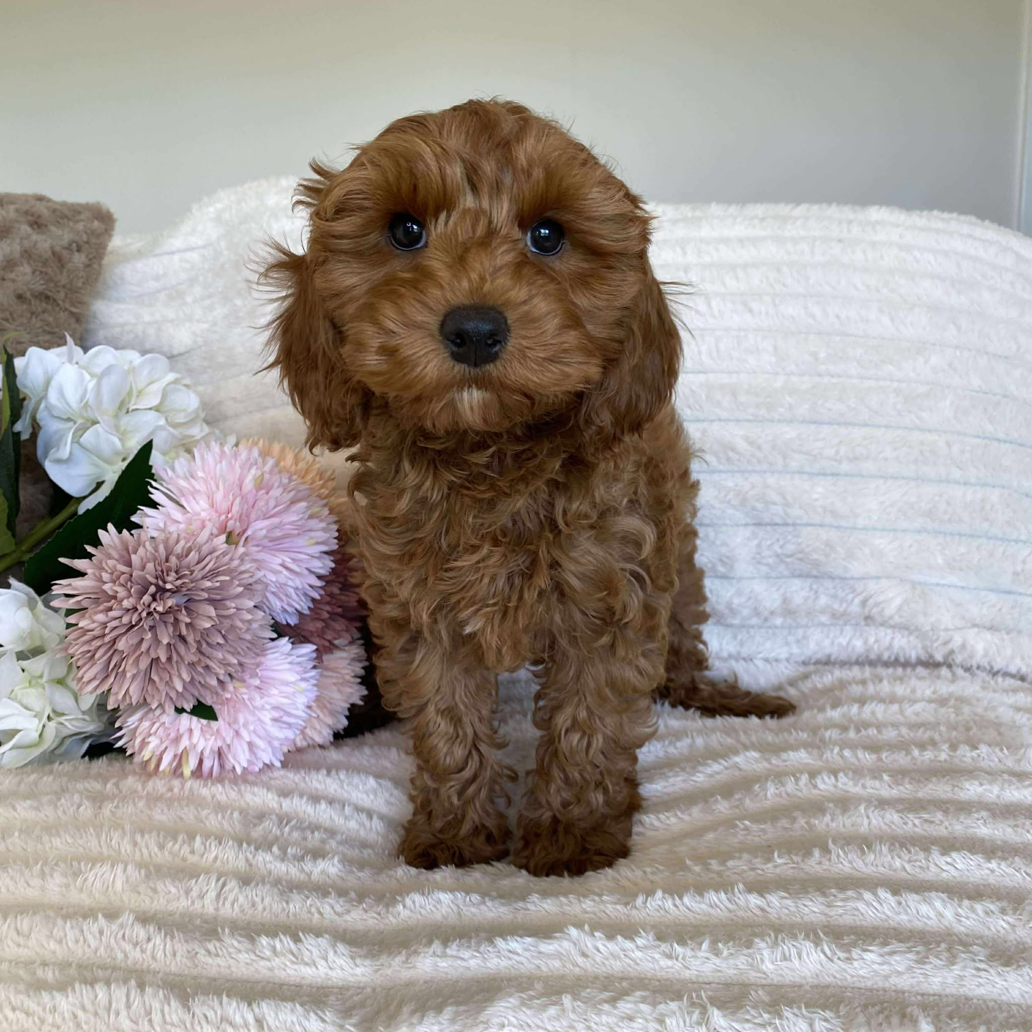 Cavoodle Mini Female Ariel - Available Now to Adopt