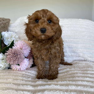 Cavoodle Mini Female Ariel - Available Now to Adopt