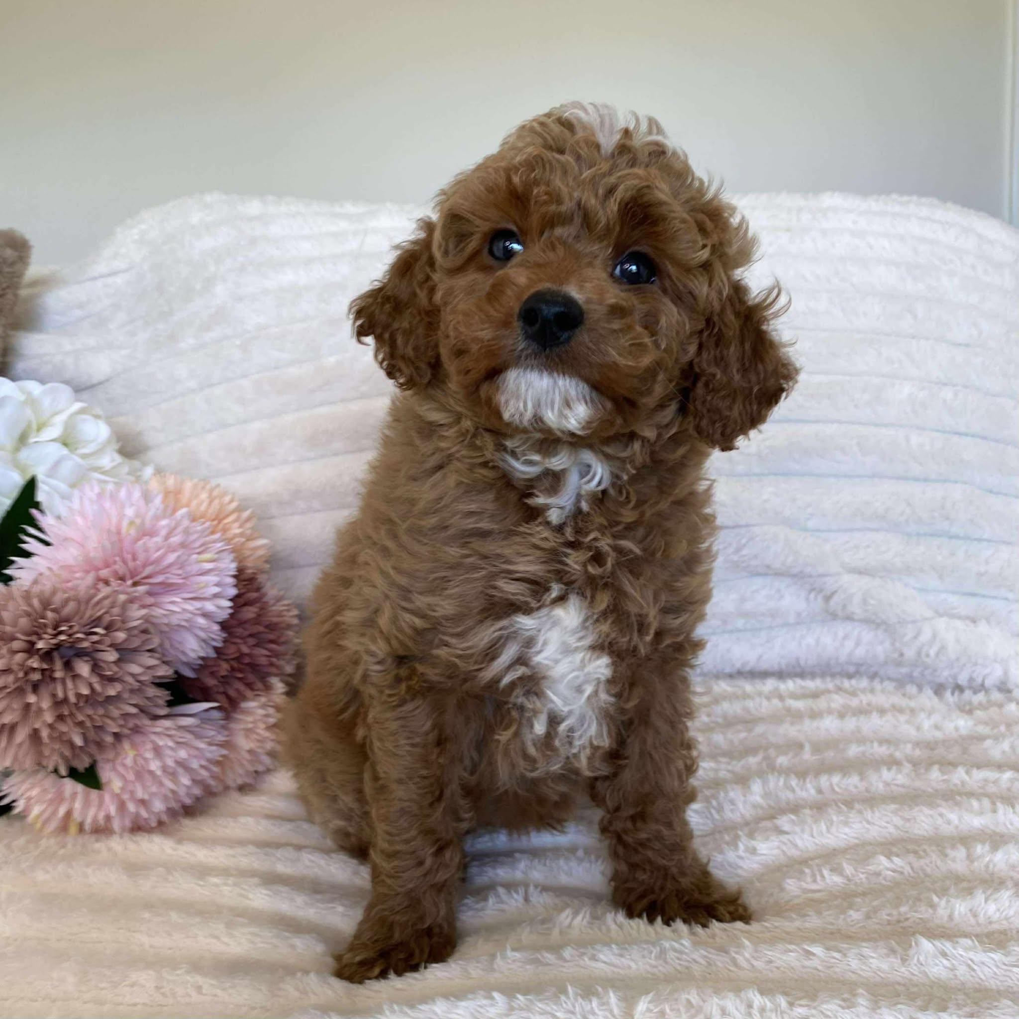 Cavoodle Mini Male Asher - Available Now to Adopt