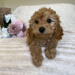 Cavoodle Mini Female Autumn - Available Now to Adopt