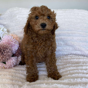 Cavoodle Mini Male Alpha - Available Now to Adopt