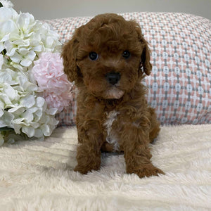 Cavoodle Toy Female Juliet - Available to Now Adopt