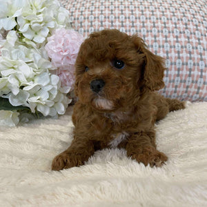 Cavoodle Toy Female Juliet - Available to Now Adopt
