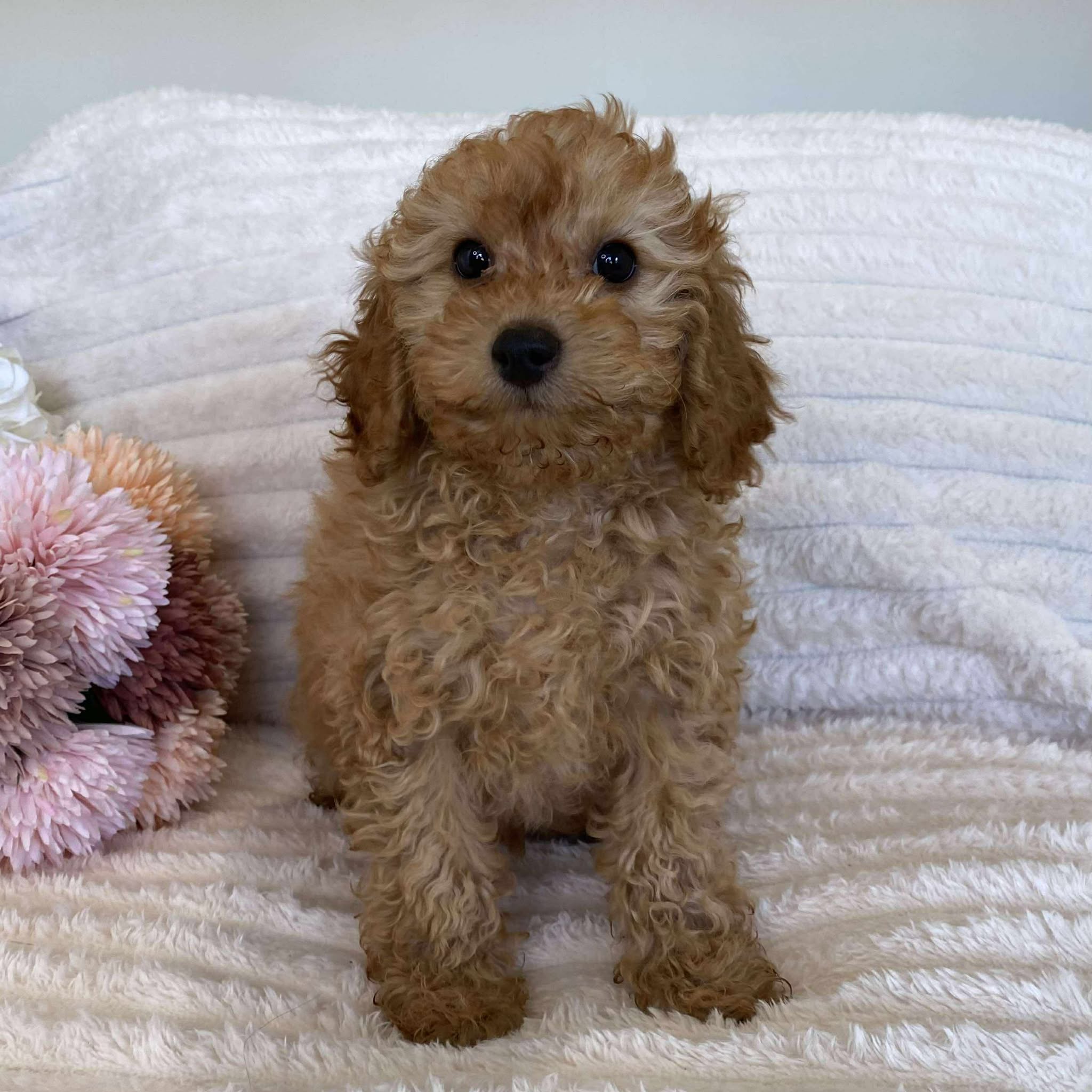 Cavoodle Mini Female Autumn - Available Now to Adopt