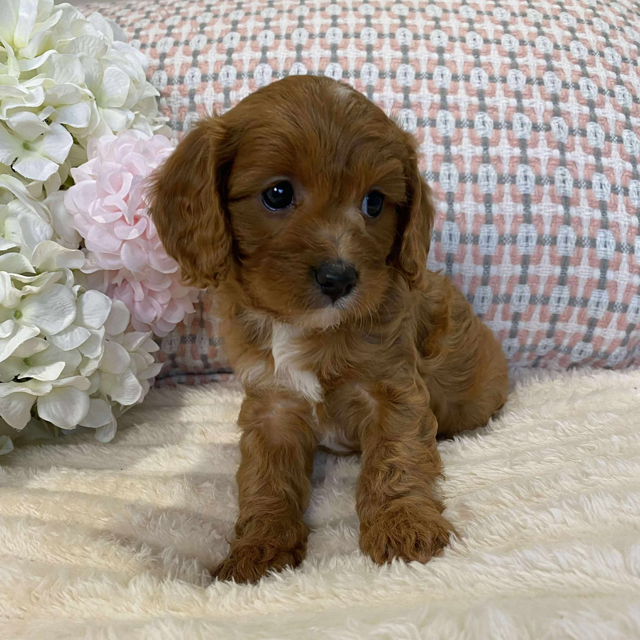 Cavoodle Toy Female Jazmine - Adopted
