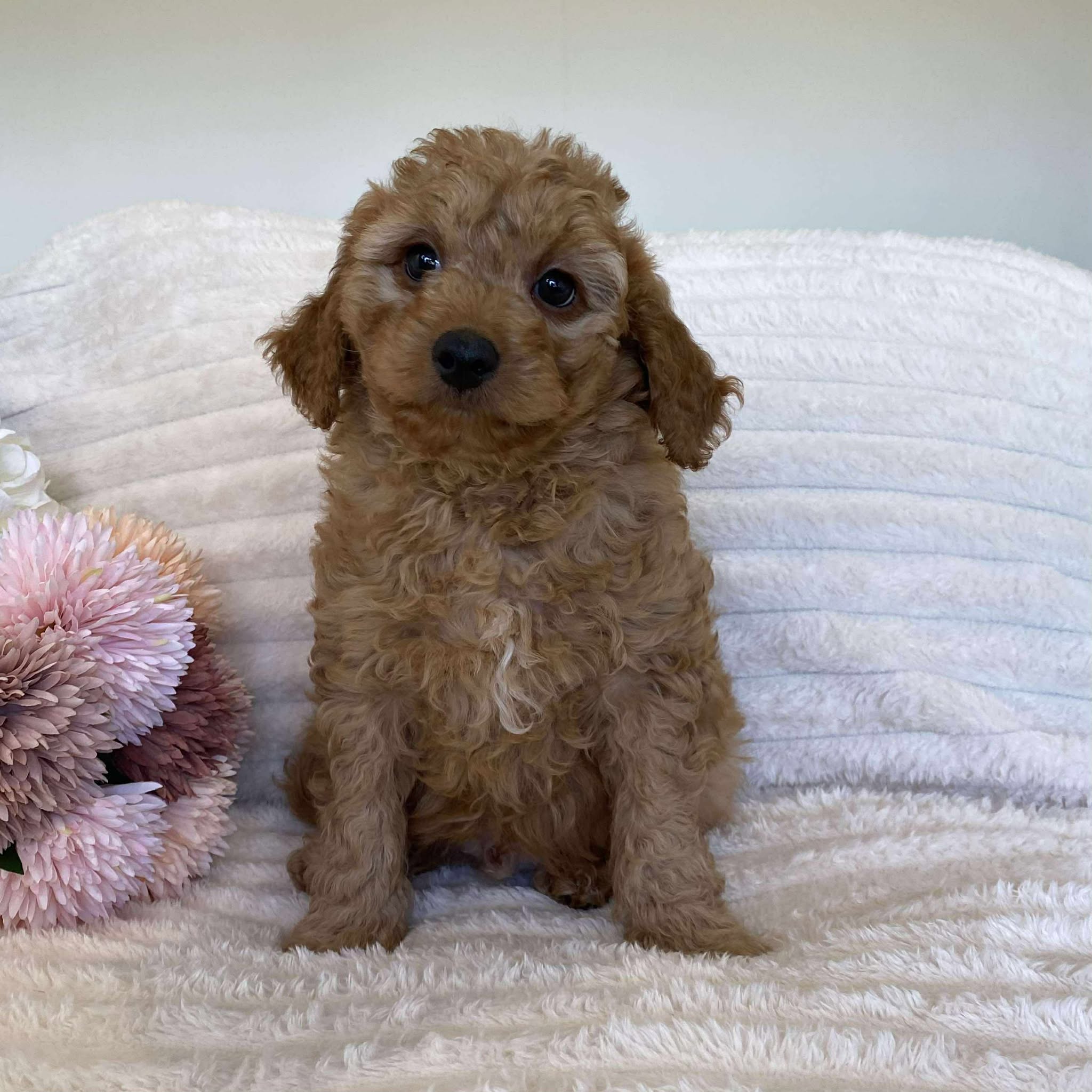 Cavoodle Mini Male Archie - Available Now to Adopt