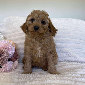 Cavoodle Mini Male Archie - Available Now to Adopt