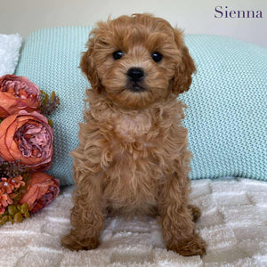 Cavoodle Toy Female Sienna - Available to Adopt 10th August 2025