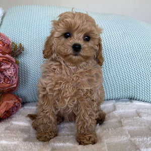 Cavoodle Toy Female Summer - Available to Adopt 10th August 2025