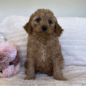 Cavoodle Mini Male Archie - Available Now to Adopt