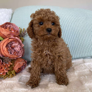 Cavoodle Toy Female Star - Adopted