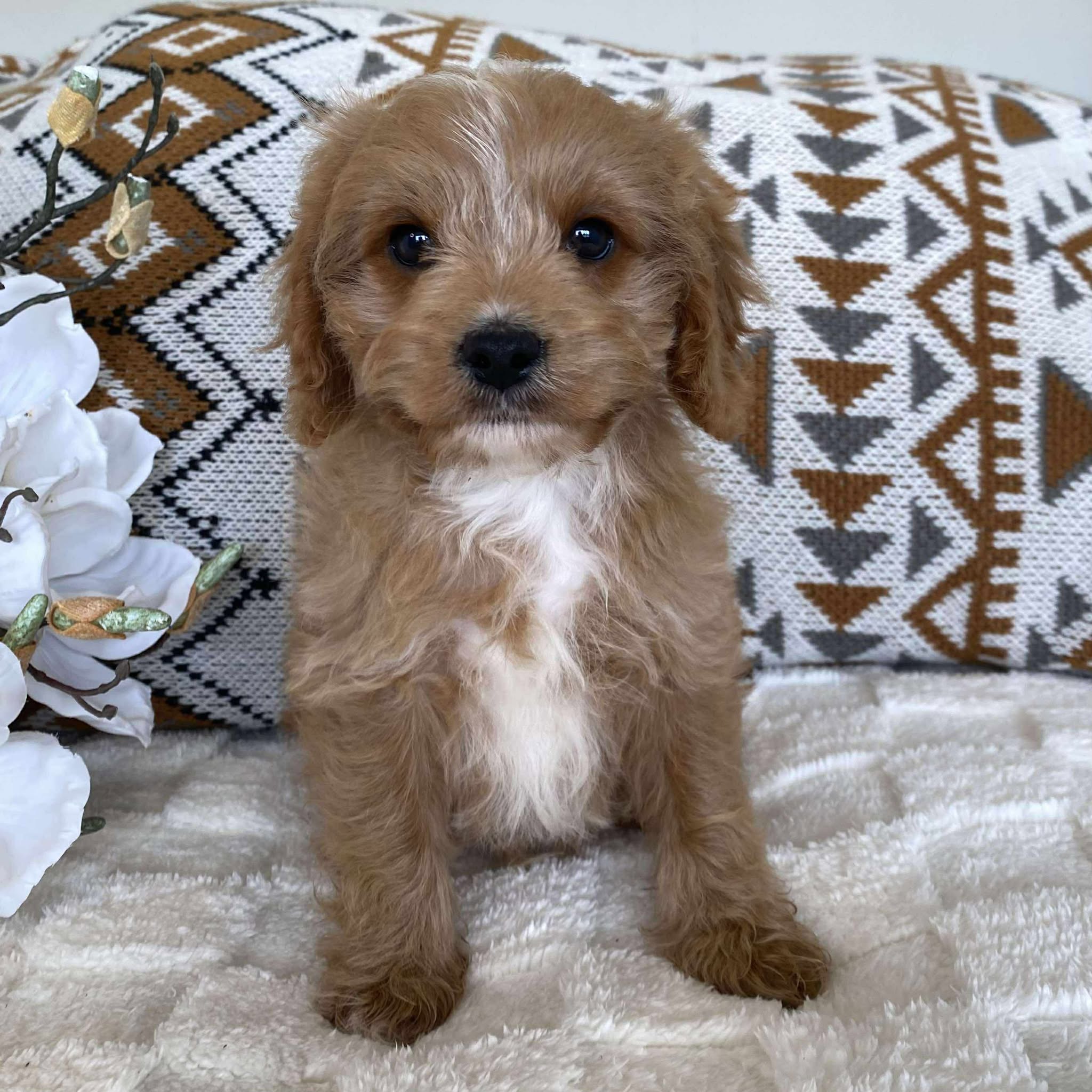 Cavoodle Toy Male Lester - Available Now to Adopt