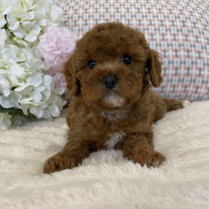 Cavoodle Toy Female Juliet - Available to Now Adopt