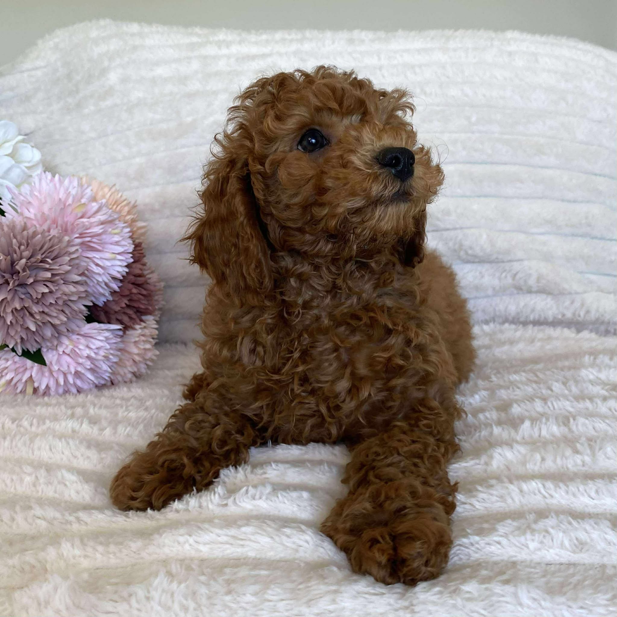 Cavoodle Mini Male Alpha - Available Now to Adopt