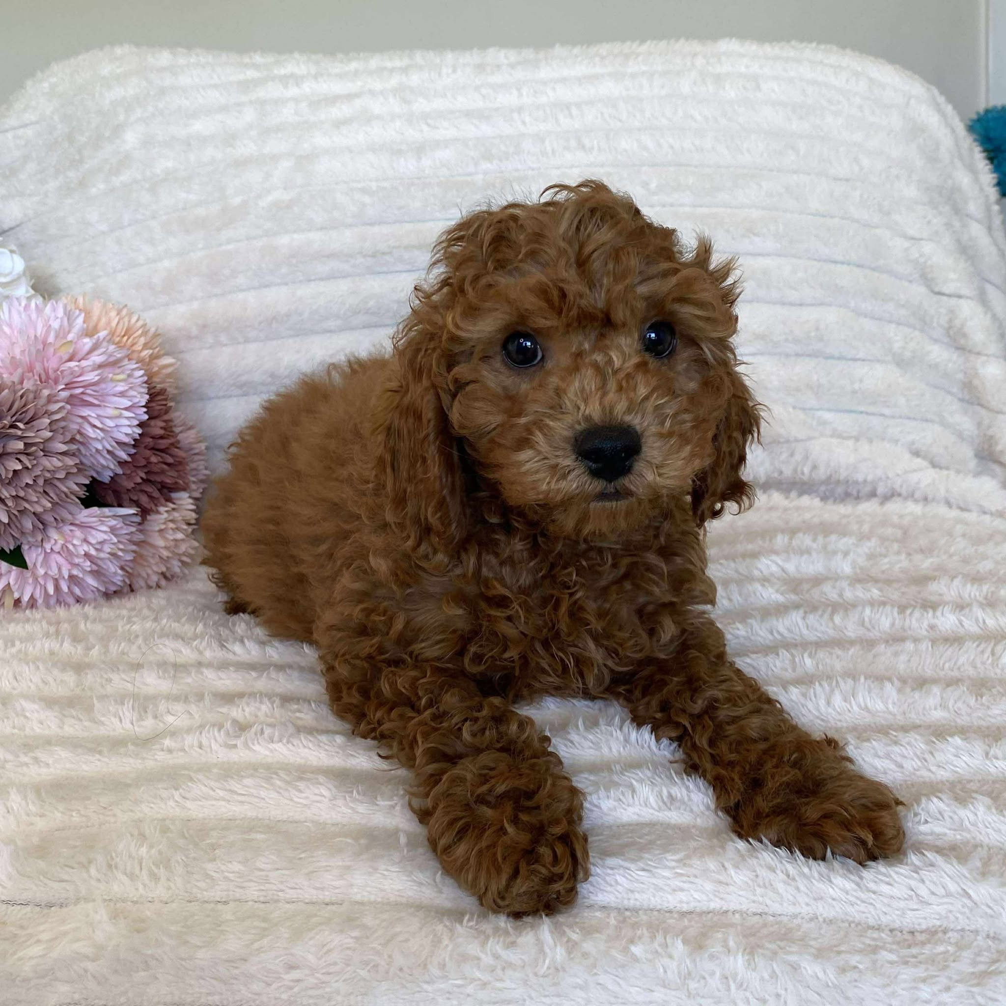 Cavoodle Mini Male Alpha - Available Now to Adopt