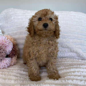 Cavoodle Mini Female Autumn - Available Now to Adopt