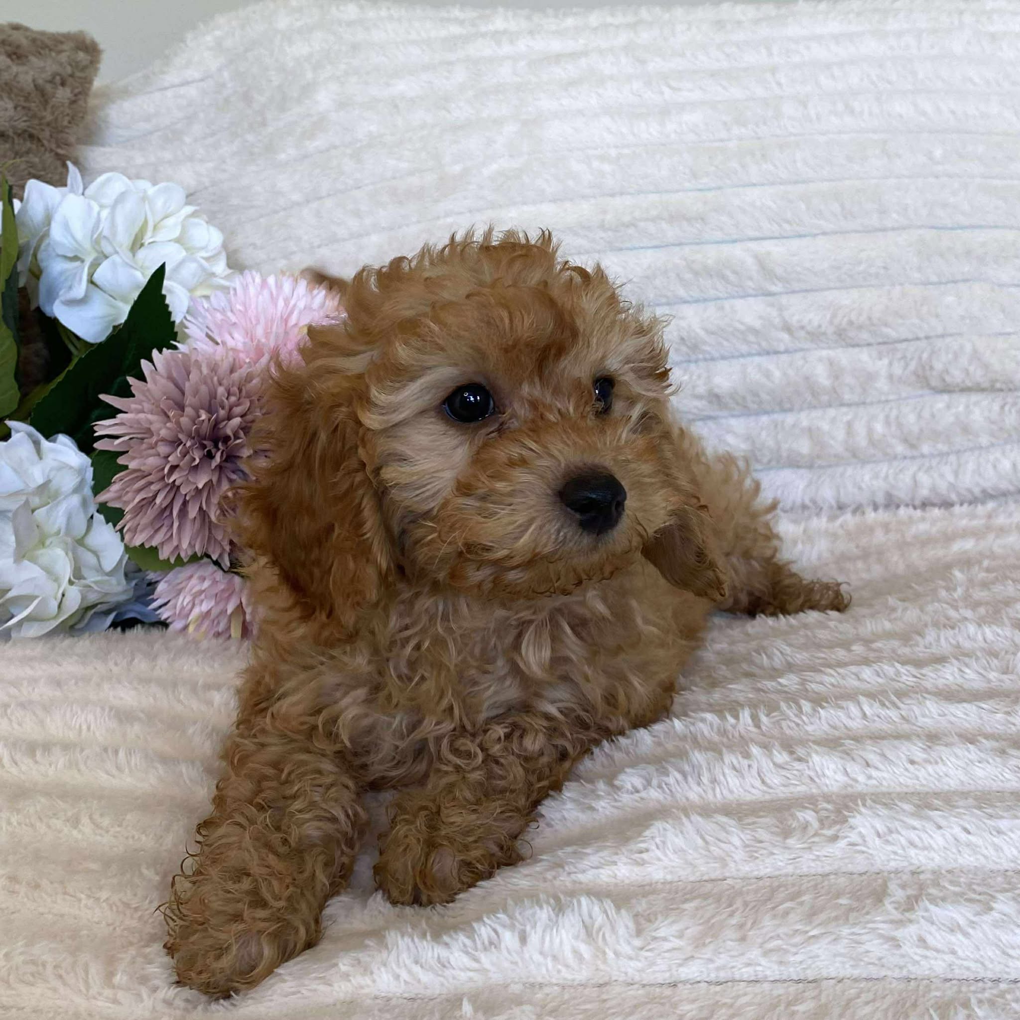 Cavoodle Mini Female Autumn - Available Now to Adopt