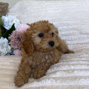 Cavoodle Mini Female Autumn - Available Now to Adopt