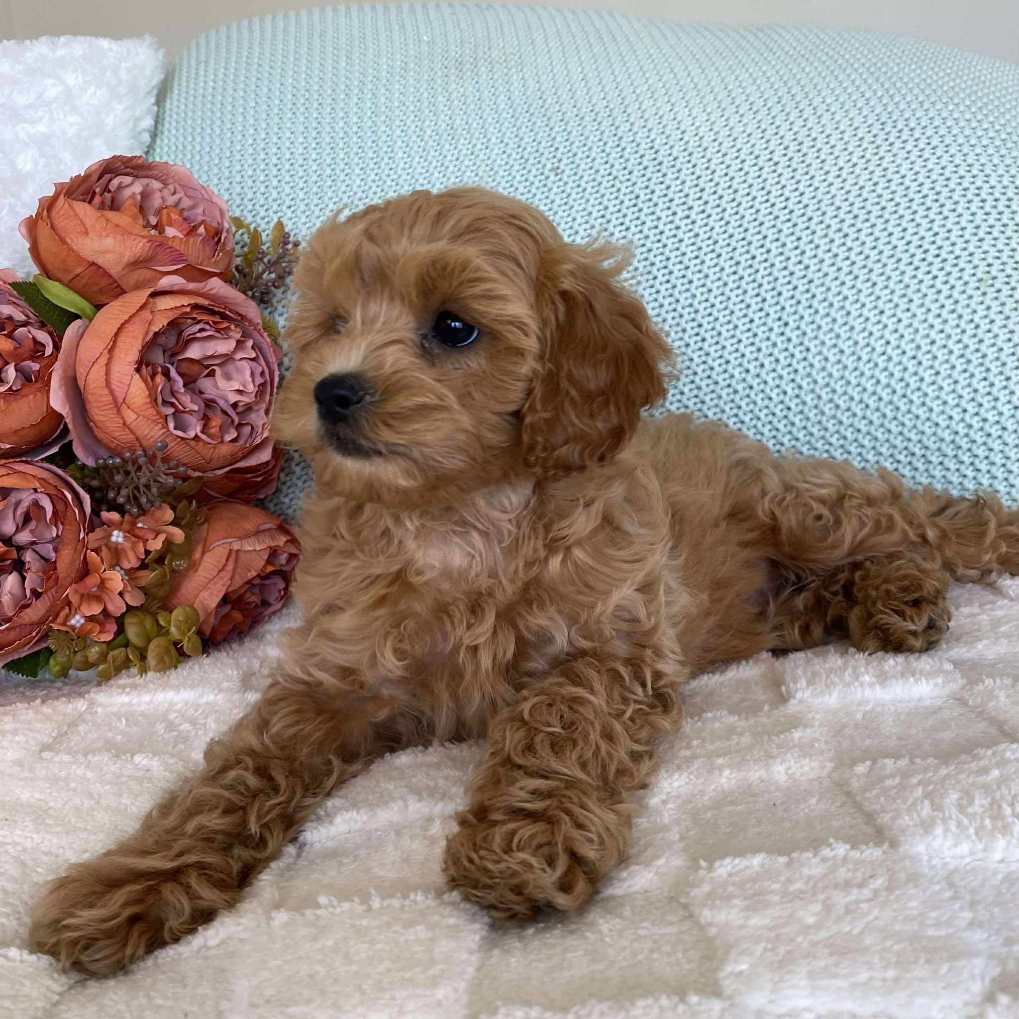 Cavoodle Toy Female Sienna - Available to Adopt 10th August 2025