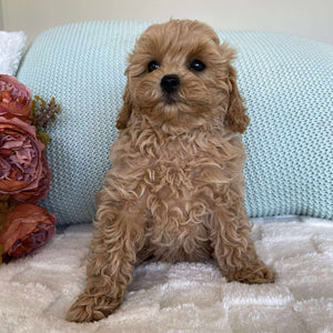 Cavoodle Toy Female Summer - Available to Adopt 10th August 2025