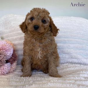 Cavoodle Mini Male Archie - Available Now to Adopt